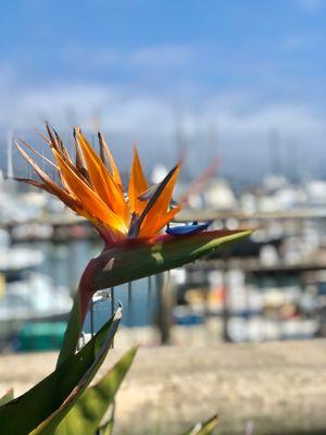 Gorgeous birds of paradise thriving by the harbor.