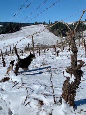 Graci in the ANA Vineyard enjoying a cold winter day Feb 2023