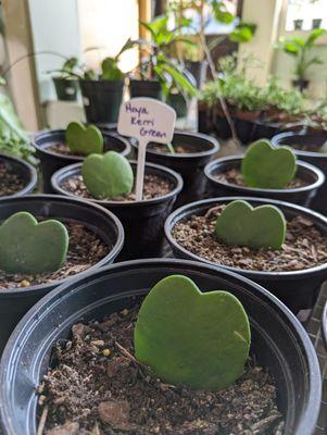 Green heart plants!