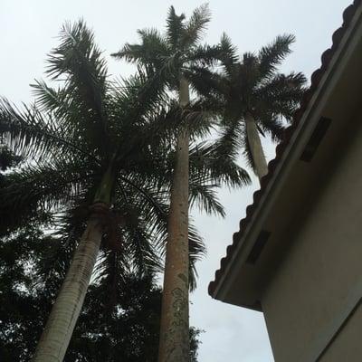 The 3 palms that had to go..