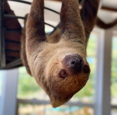 Chewy! One of our sloths