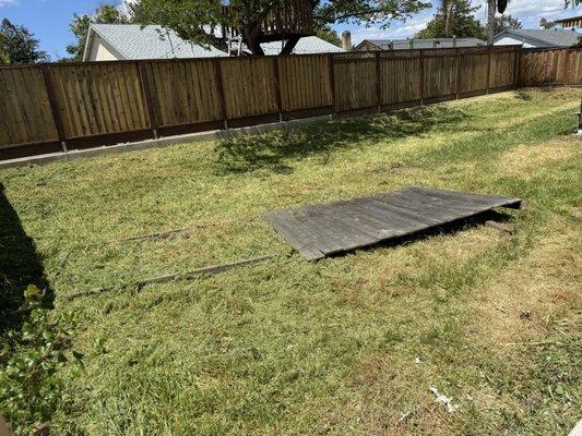 After. Very tall and overgrown yard