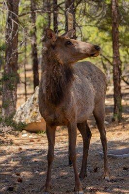 Elk passing by camp