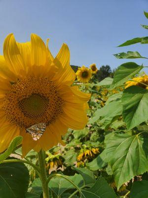 From my trip to the sunflower   maze