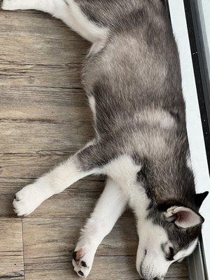 Sleepy husky puppy