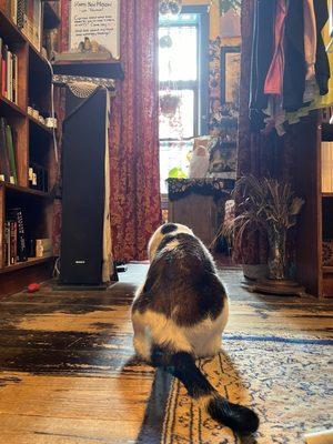 Bookstore cats are boss af