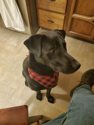 His new bandana. THANKS SO MUCH. he wears this one the most now.