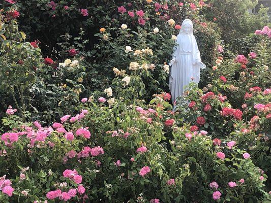 Mother Mary Statue amongst the blooming roses.