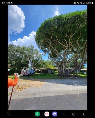 banyan Tree
 coconut removal
 tree removal services
 stump grinding
 certified arborist