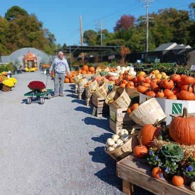 More and more pumpkins