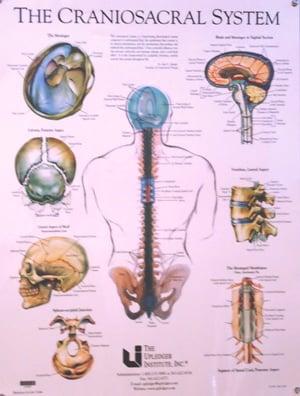 CranioSacral Systems