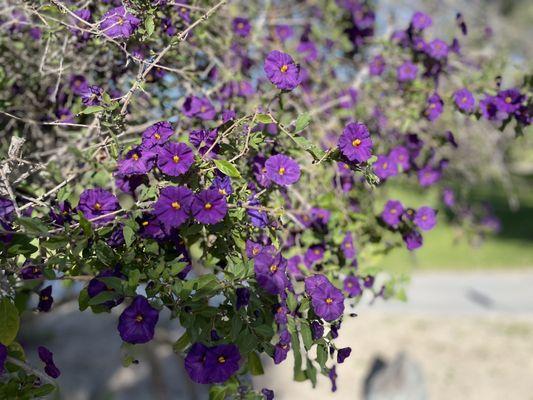 Beautiful Purple Nightshades in bloom!