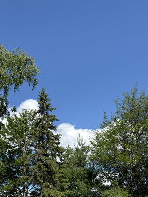 Sky and treeline of the site.