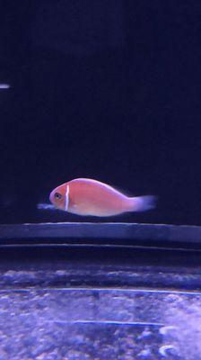 Pink Skunk Clownfish