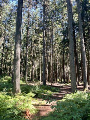 Peaceful path through the trees