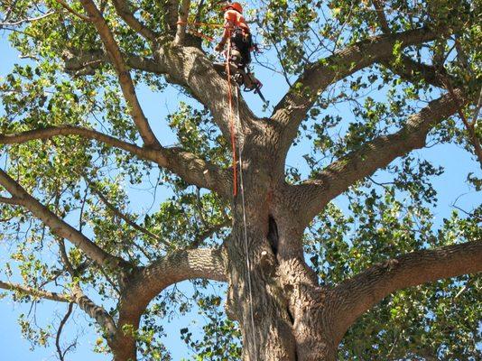 The Tree People