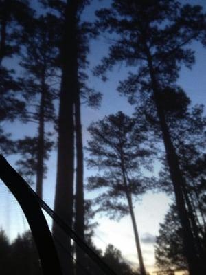 Sunrise view from inside my tent...thank you lost pines birds for getting me up at 6:30am