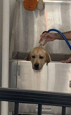 Enjoying his cold shower in the NYC heat!