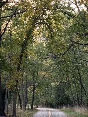 Brezina Woods