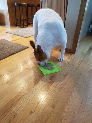 Olive loving her lick mat!