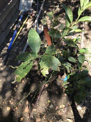 Diseased Meyer lemon tree that was planted