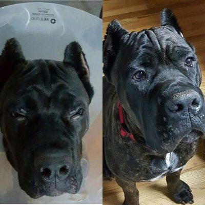 Beautiful results. Atlas after surgery on the left and six months post cherry eye surgery (tack)on the right.  Dr. Faber is the best!