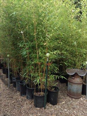 Various 5-gallon size containers of bamboo for sale at "Beauty And The Bamboo" in Greenwood