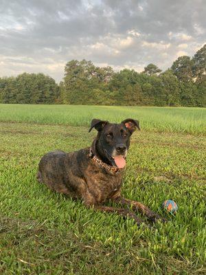 Big Thicket Veterinary Clinic