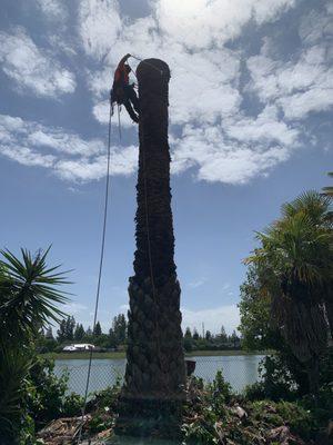 Removal of Date Palm