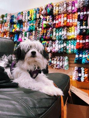 Pumpkin posing with a wall of colors