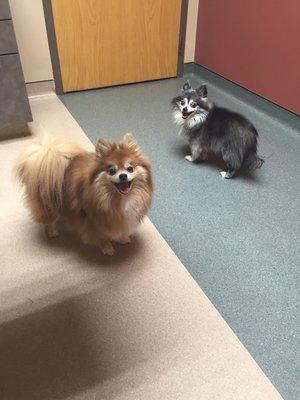 Henri (Pomeranian) and Matisse (Chihuahua) LOVE the staff at Bright Eyes and Bushy Tails.