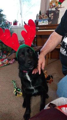 Delilah at Christmas..the vet was a success and was great!!