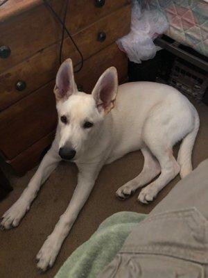 White German Shepard male.