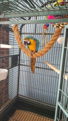 Macaw parrot, swinging away!