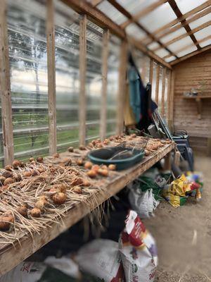 Drying out their onions.