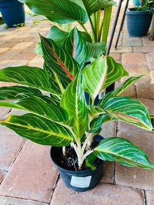 Chinese Evergreen 'Sarah' variety. Of course I brought this home!!