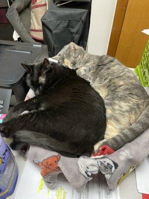 These are a couple of our clinic cats doing what they do best! "Helping"