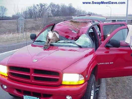 Deer jumped off overpass onto interstate, then through a windshield