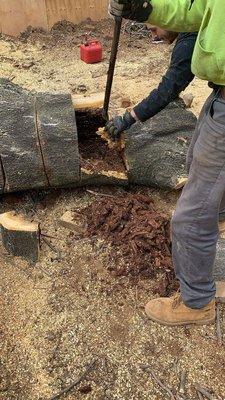 Tree affected by a fungus called Heart Rot. Sick tree removal in Brooklyn, NY.