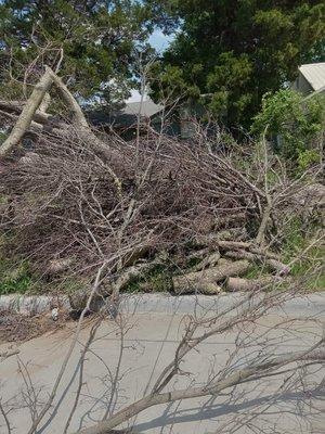 A lot of tree debris