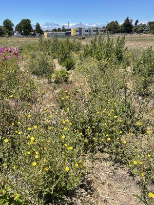 Monarch restoration project plot