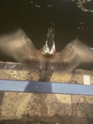 Duck in flight into the water right next to my table.