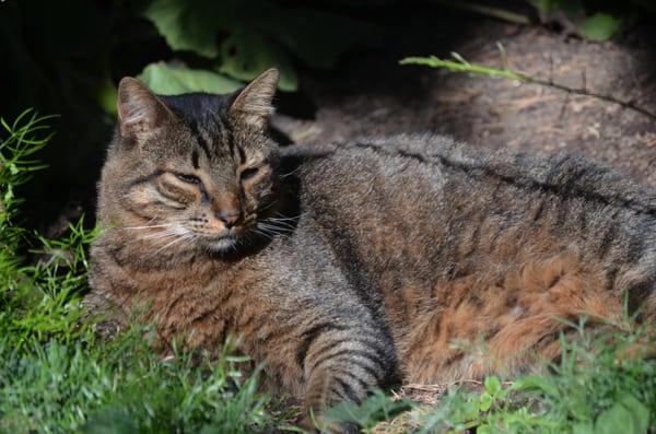 Amalfi Garden Cat