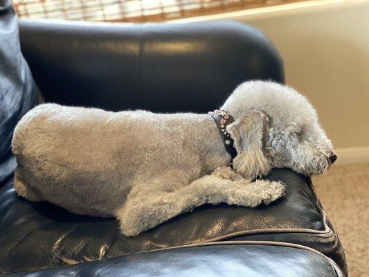 Napping after her groom