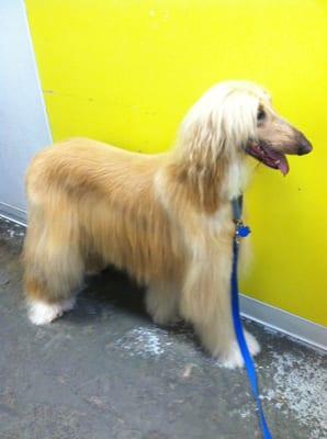 Post-bath afghan hound.