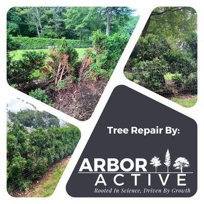 ArborActive