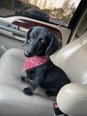 longhair mini dachshund haircut