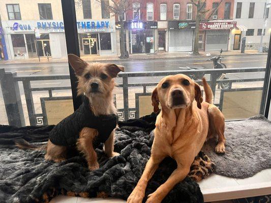 My pup, Roo, with his buddy, Mason, relaxing on a heated faux fur blanket