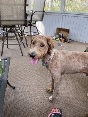 The Barkery Pet Grooming