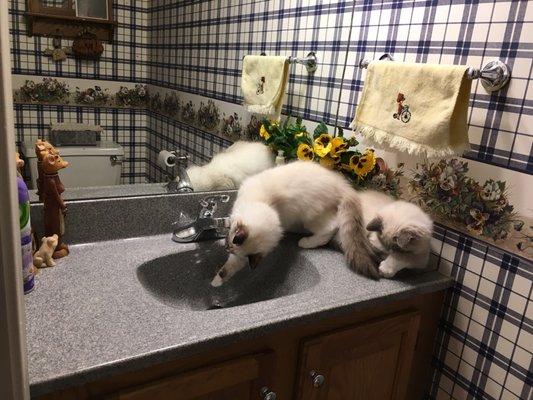 Brothers Dillon & Cayenne drinking from the sink.